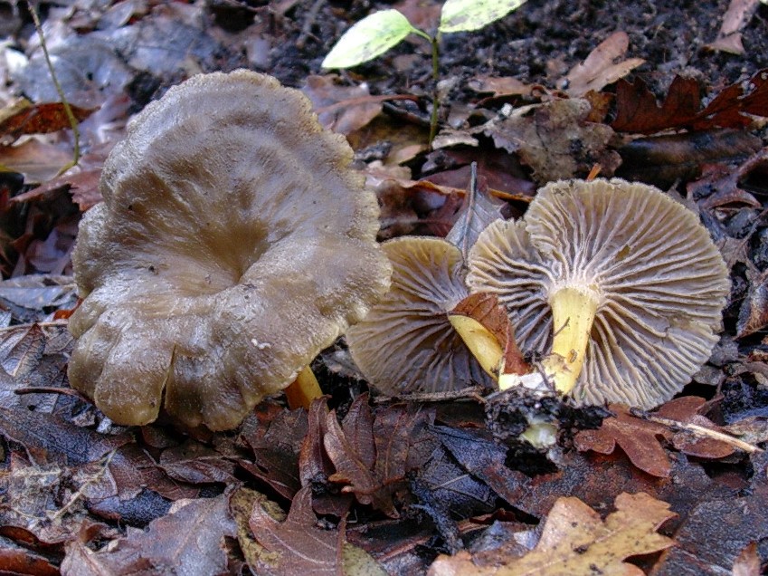 525 Dicembre vecchio ritrovamento